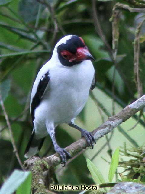 Masked Tityra