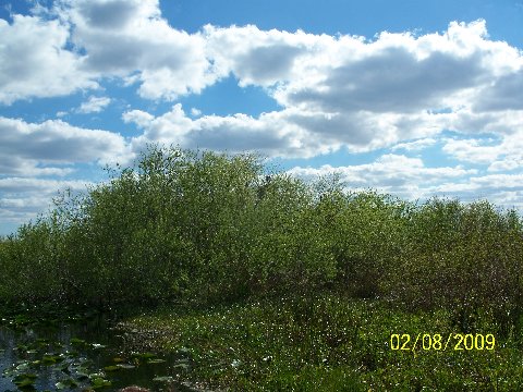 [nature]