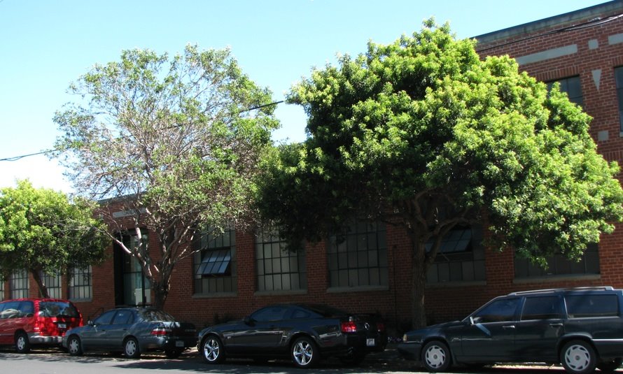 [3+trees.jpg]