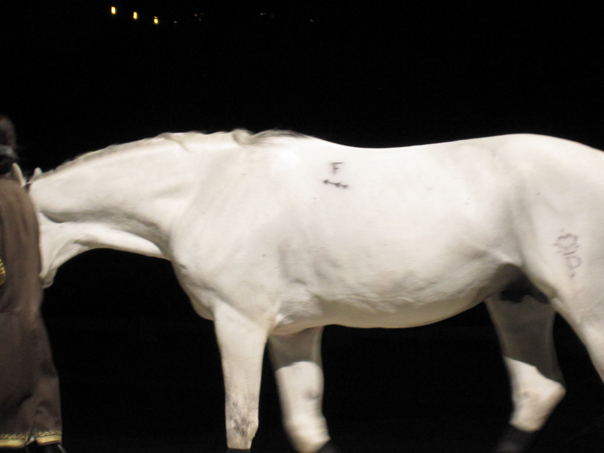 Jane Augenstein My World in Pictures White Stallion Brands