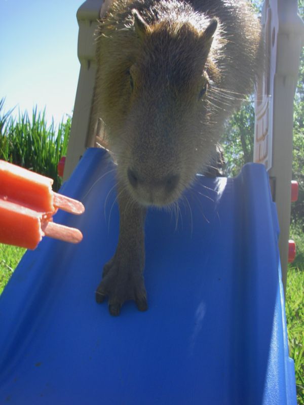 [capybara_31.jpg]