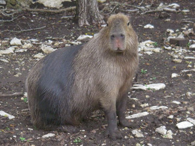 [capybara_50.jpg]