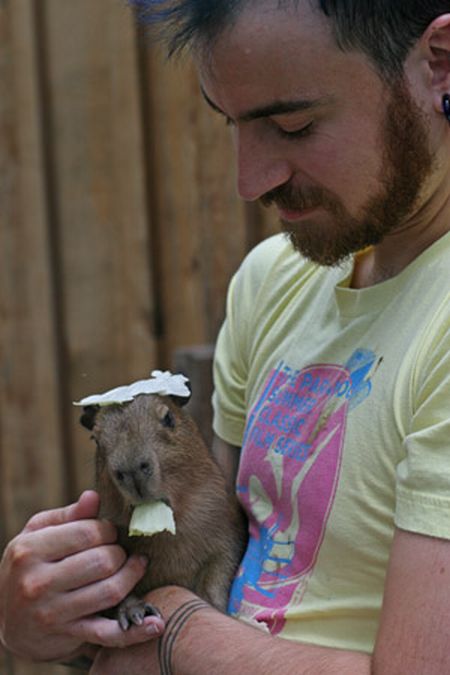 [capybara_49.jpg]