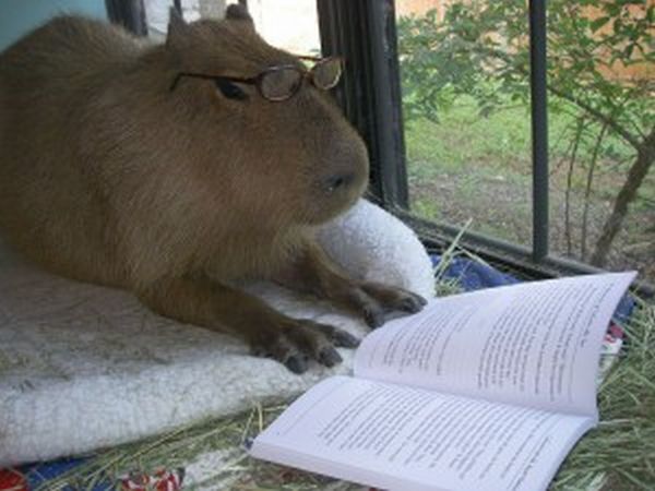 [capybara_35.jpg]