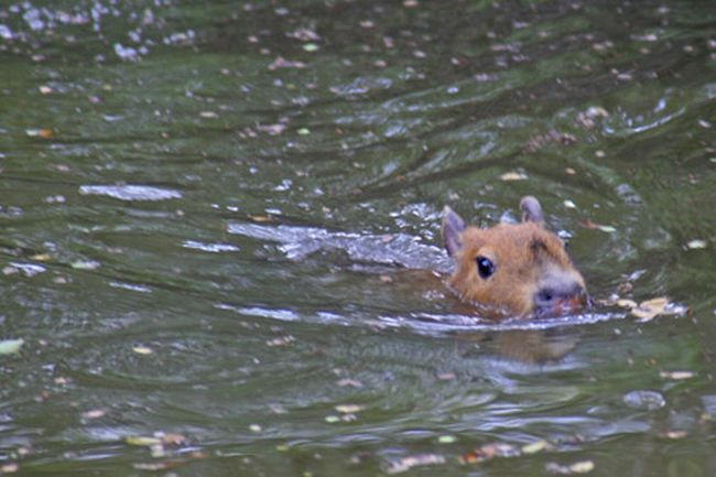 [capybara_15.jpg]