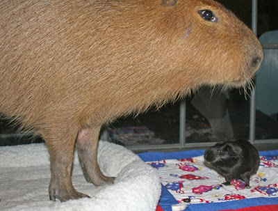 Caplin The Capybara