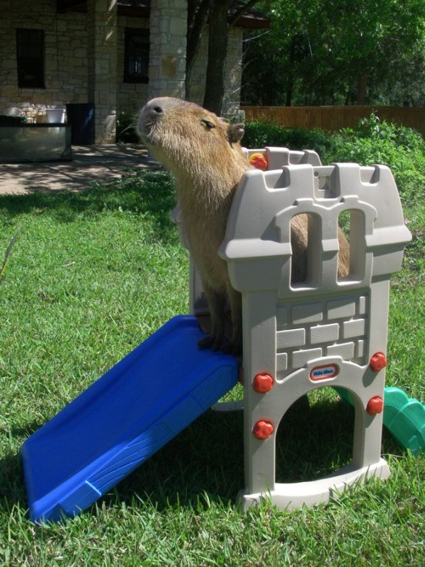 [capybara_30.jpg]