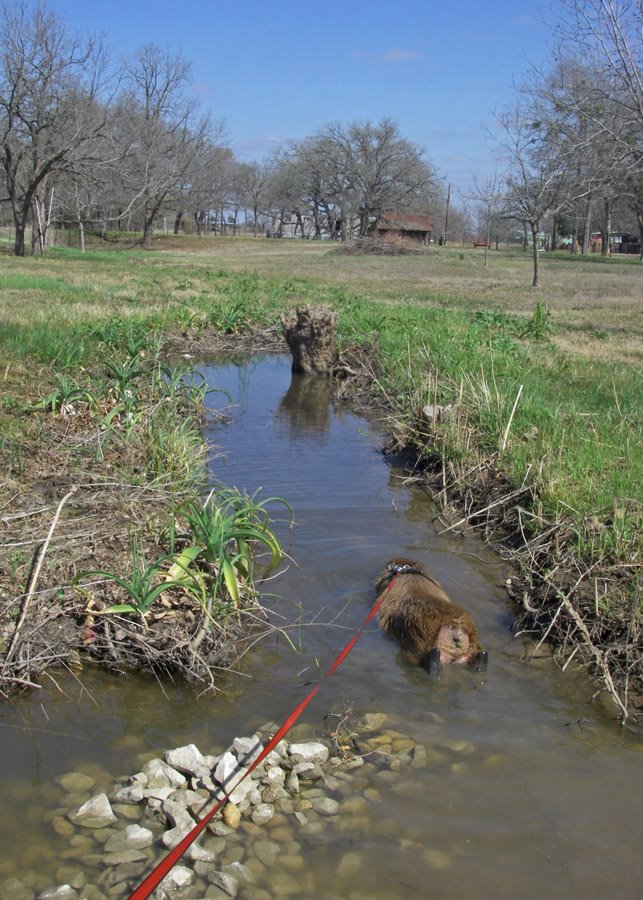 [capybara_23.jpg]