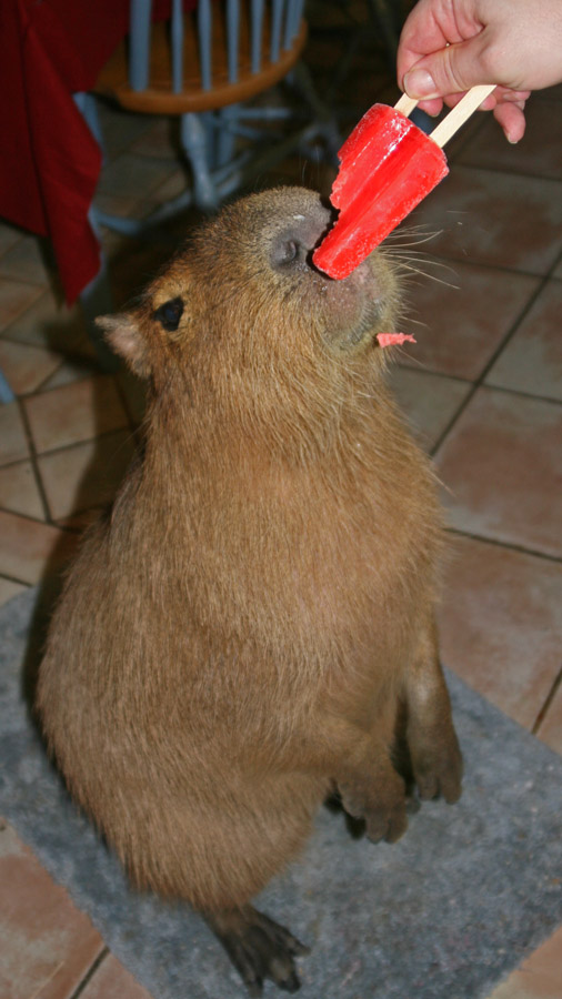 [capybara_20.jpg]