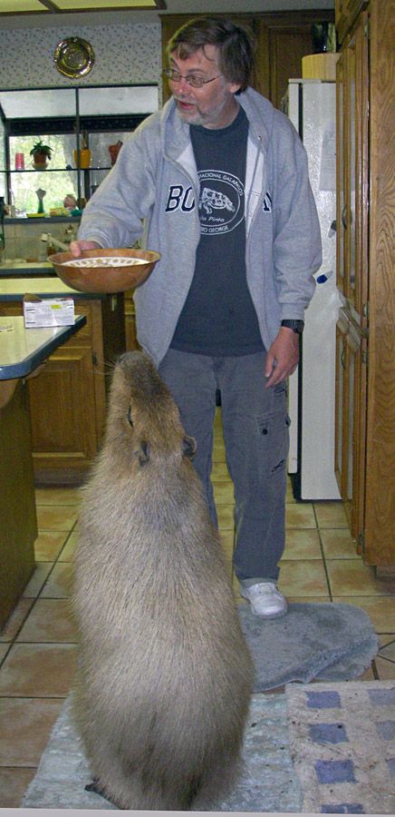 [capybara_52.jpg]