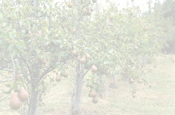 Faded orchard of pear trees