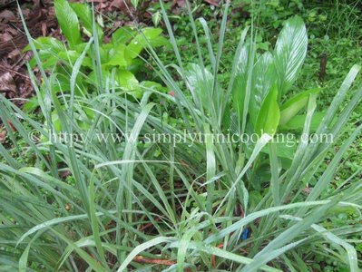 fever grass tea lemongrass plant plants popular