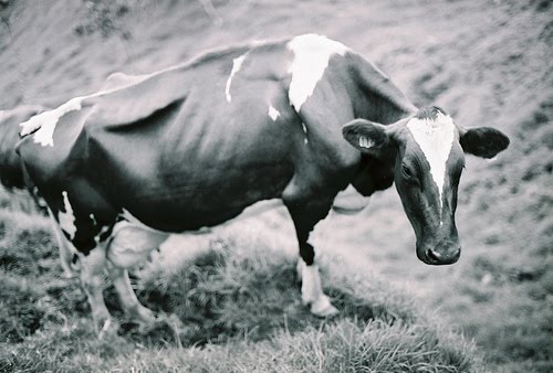Você sabe como funciona a doença da vaca louca? Descubra aqui