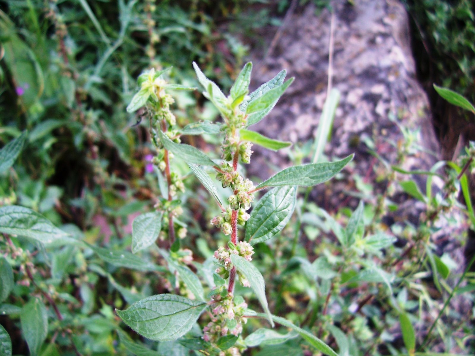 [PARIETARIA+subida+al+batalla+(ain)+005.jpg]