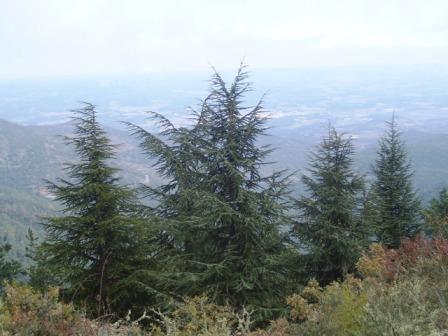 [Subida+al+Tossal+de+Baltasana+(Prades)+5-11-2008+024.jpg]