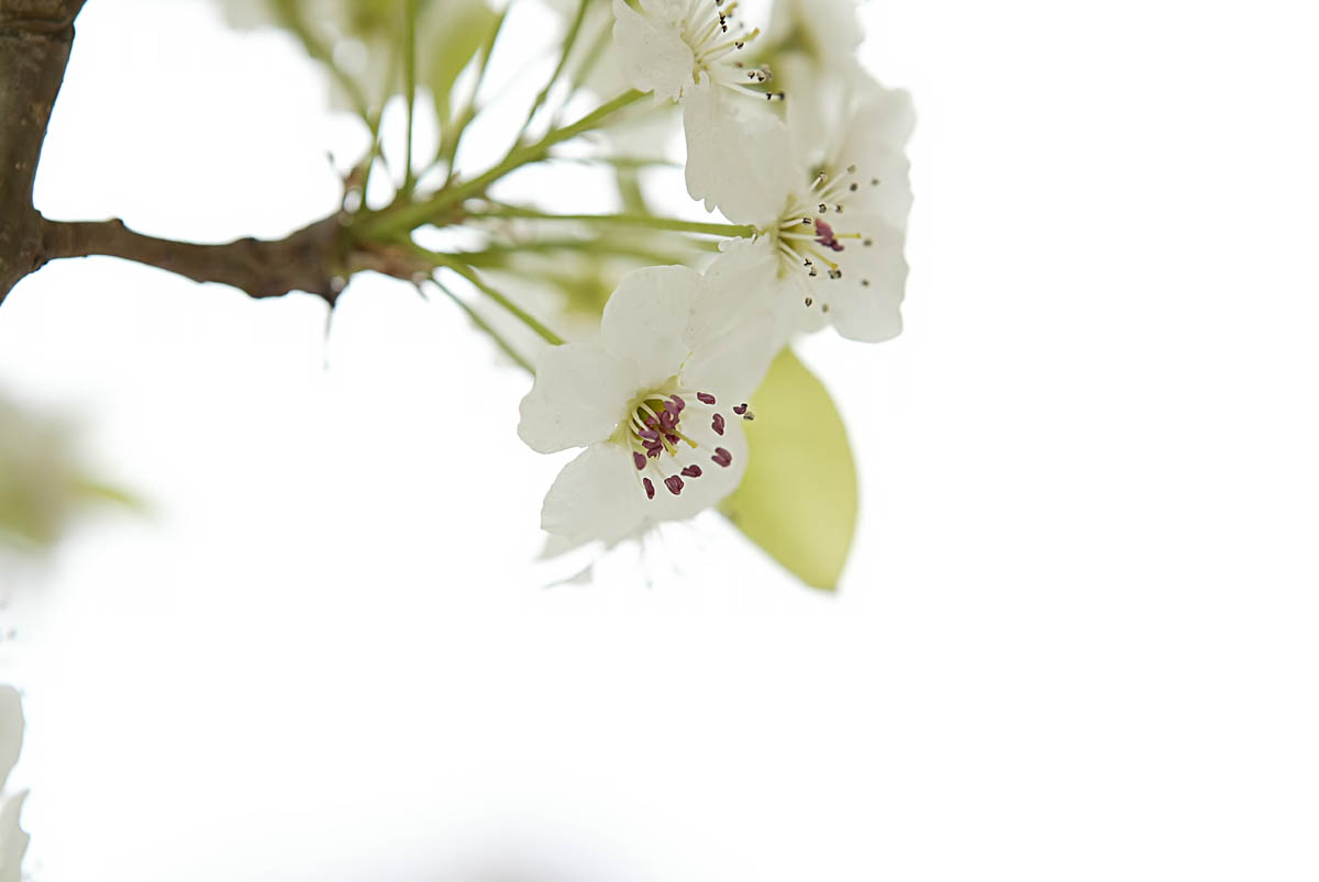 [WhiteFlower.jpg]