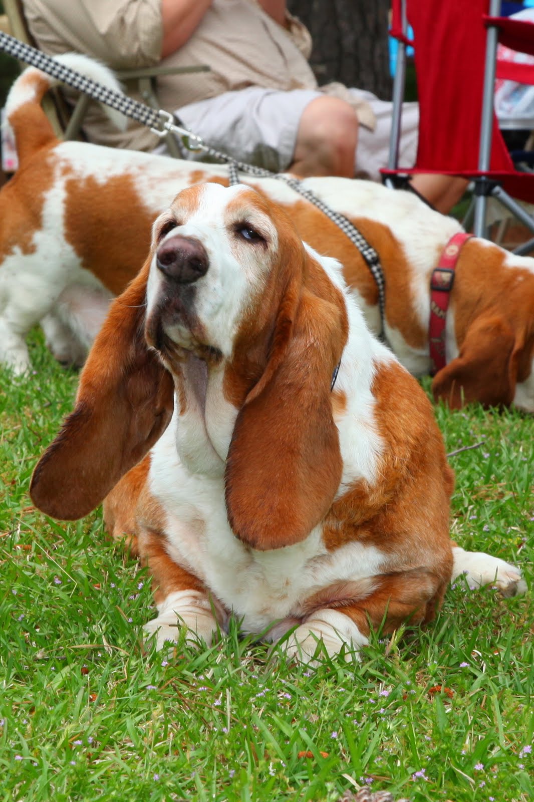 Basset Hound Rescue of Alabama May 2010