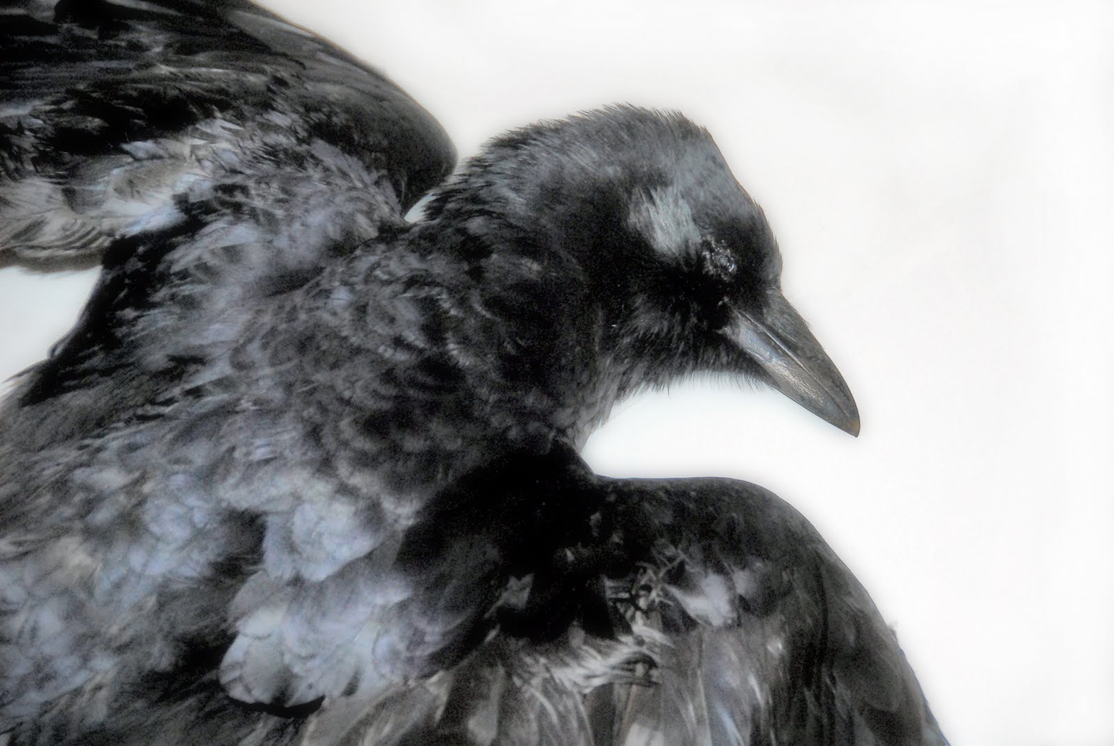 [soft+crow-cus.jpg]
