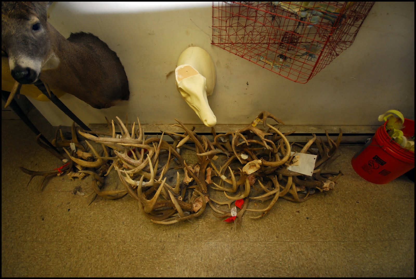 [bones+on+the+floor.jpg]