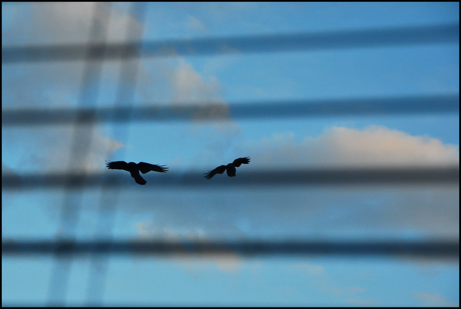 [crow+blind.jpg]