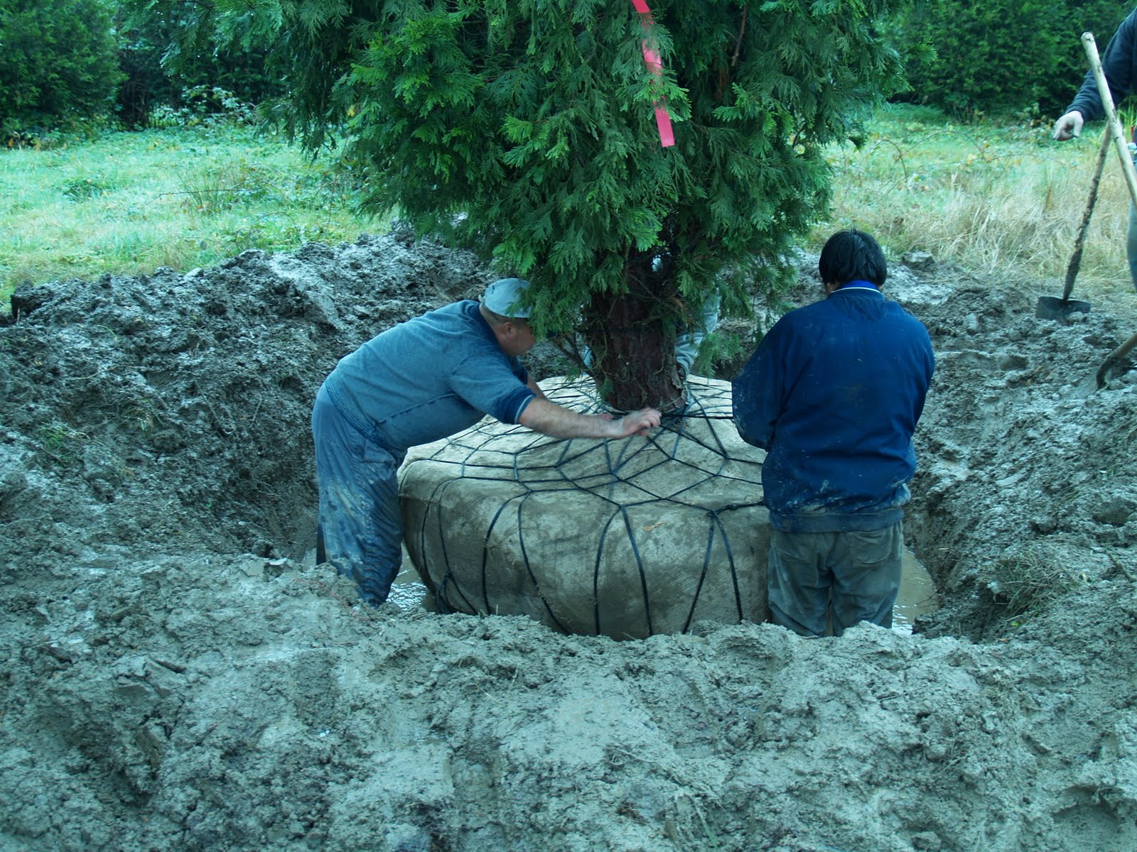 The Building of a Nursery Tree Digging Part 2