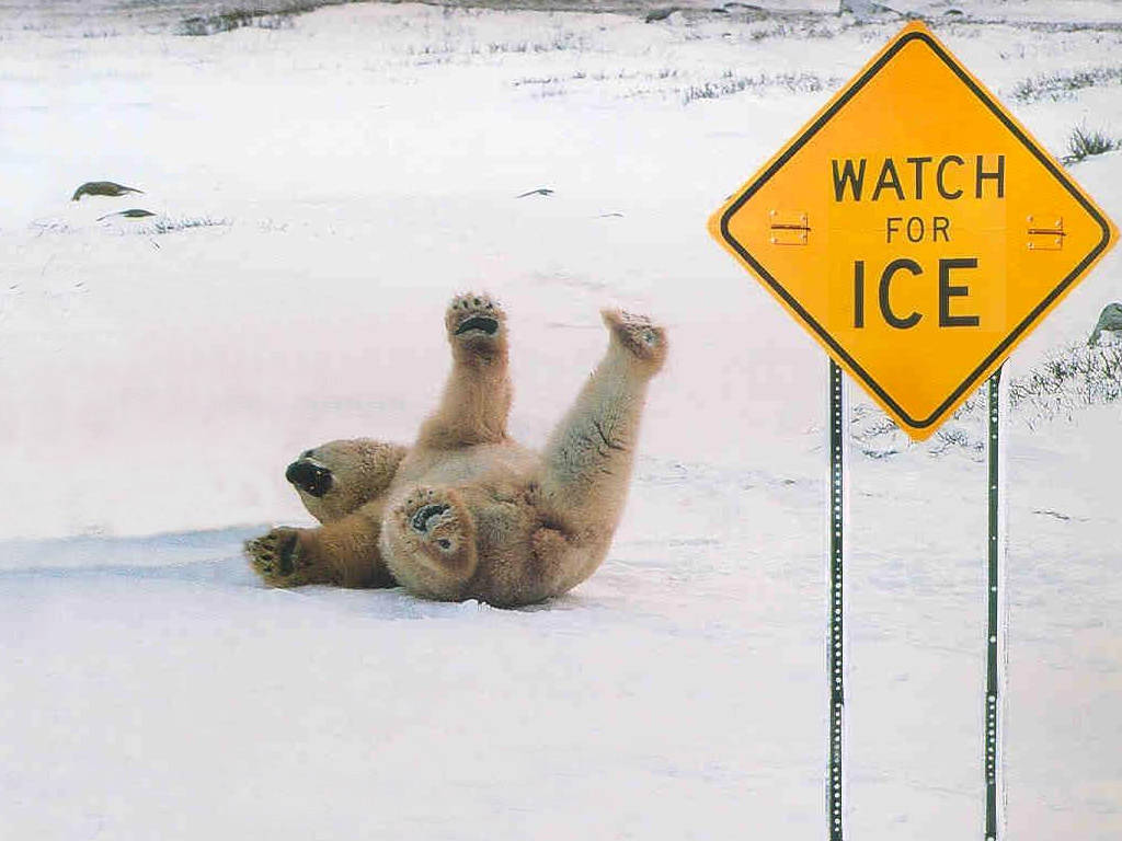 [polar.jpg]