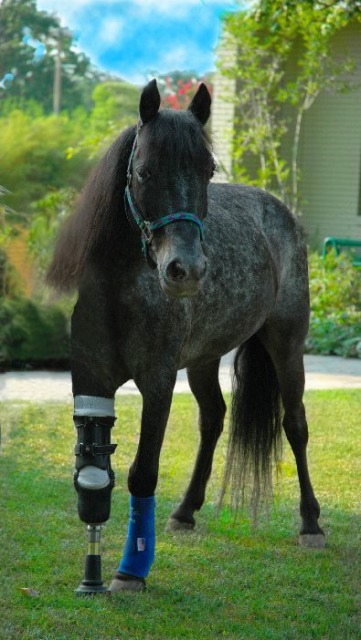 [pony-771127.jpg]