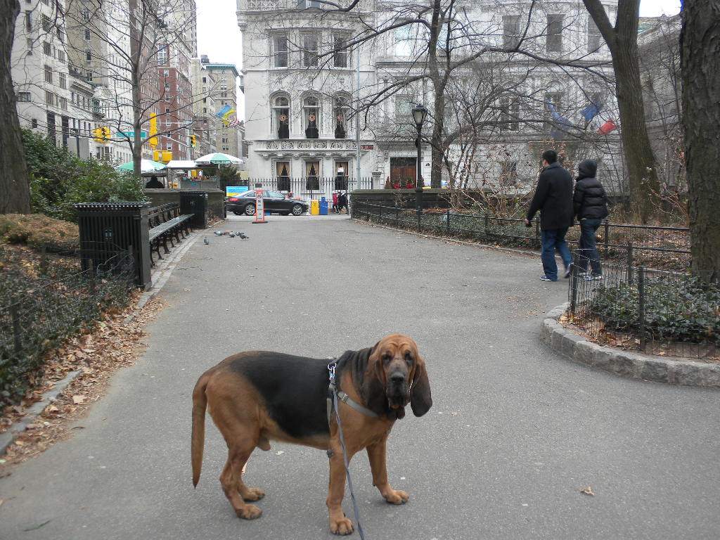 bullmastiff bloodhound mix