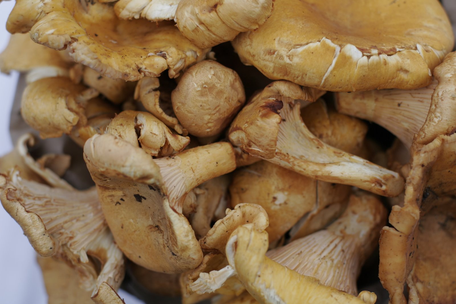 [MushroomMacro1.JPG]