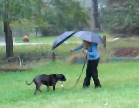 why does my dog hate the rain