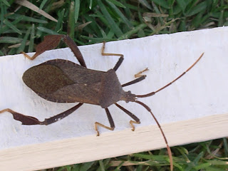 Urban Ipm Leaf Footed Bugs