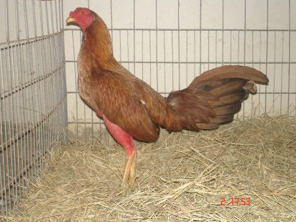 Gallos Mas Pelea Gallos Mas Pelea