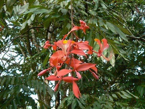[Amherstia-nobilis.JPG]