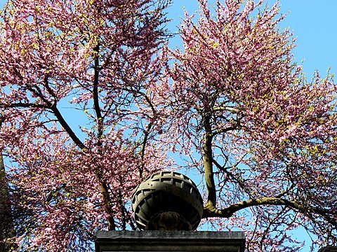 [Cercis-siliquastrum-JB-R-E-Politecnica-3.JPG]