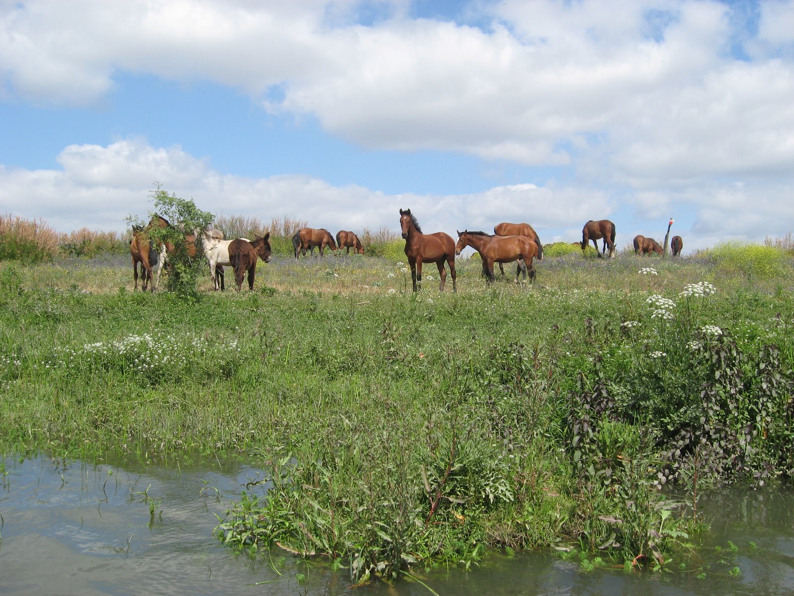 [Mouchões-cavalos.JPG]