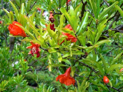 [Punica-granatum.flores.JPG]