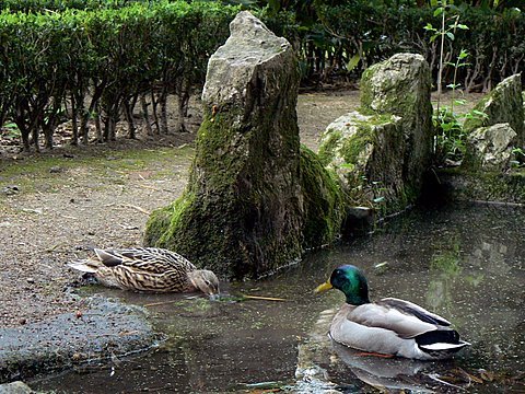 [JB-patos-jardim-cebolas.JPG]