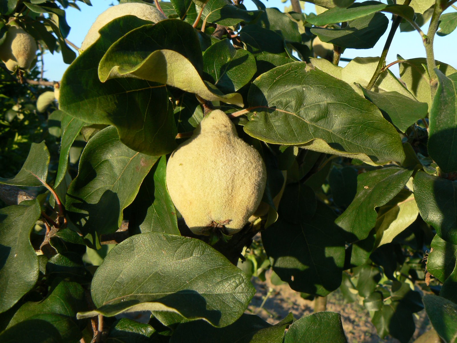 [P1100916.JPG]