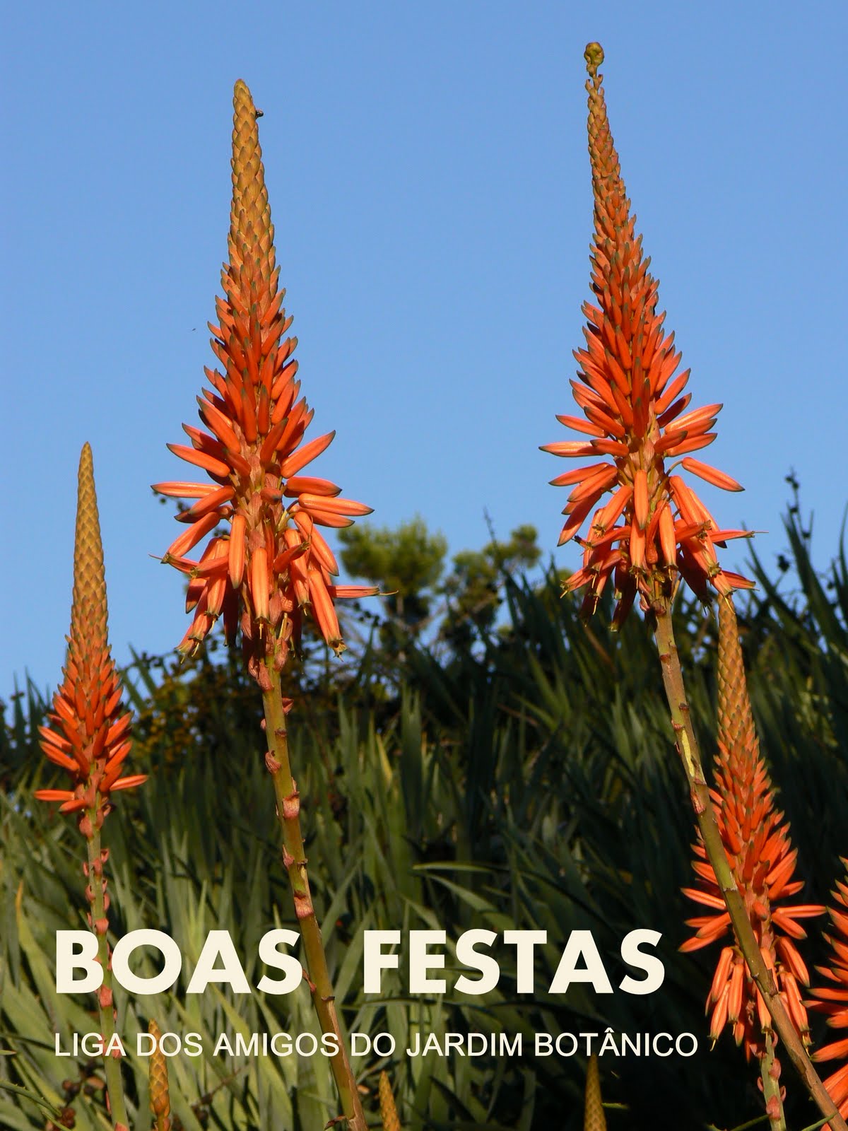 [BOAS-FESTAS-LAJB-ALOE-ARBORESCENS.JPG]