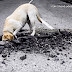 Este de Pedigree está perro