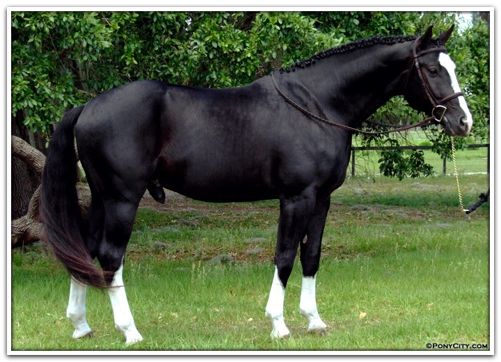 All About Horses: information on the Hanoverian horse hanoverian horse diagram 