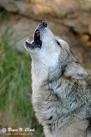 beautiful wolf