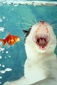 website ideas aquarium