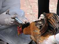 pentagon’s alarming project: avian flu biowar vaccine