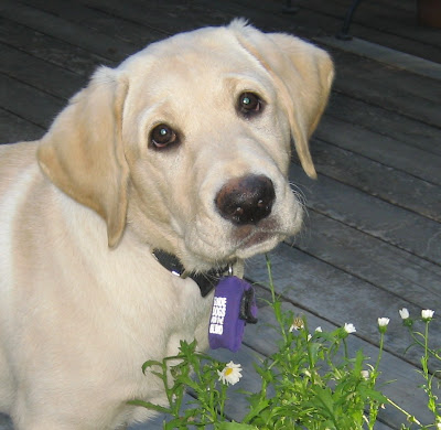 Close up photo of Reyna when she was a puppy.