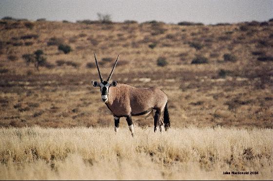 [1634757-Gemsbok-Kalahari_Gemsbok_National_Park.jpg]