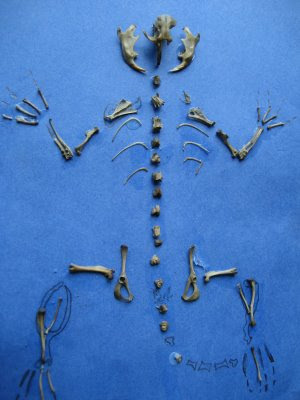 a mouse skeleton