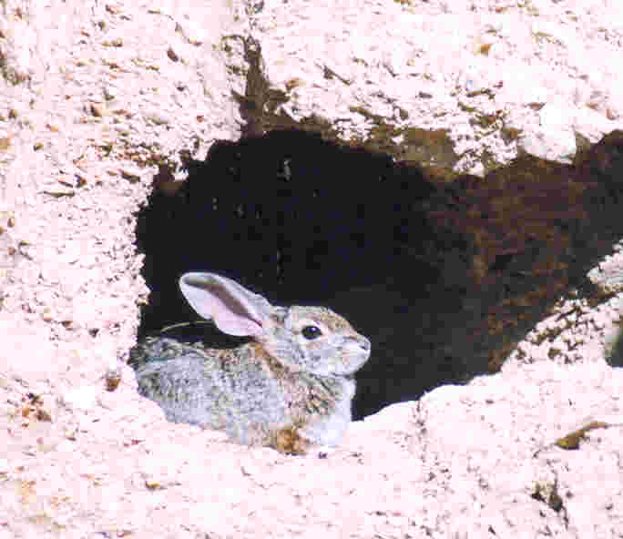 [rabbits+002.jpg]