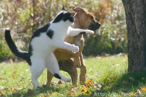[cat+and+dog+fight.htm]