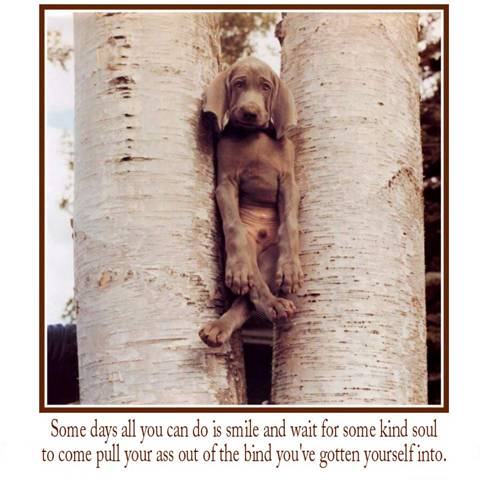 [dogin+tree.htm]